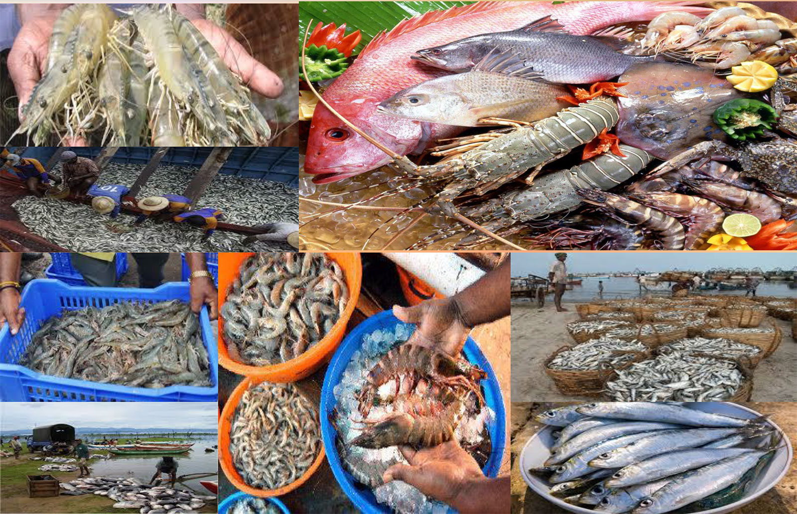 Marine Products